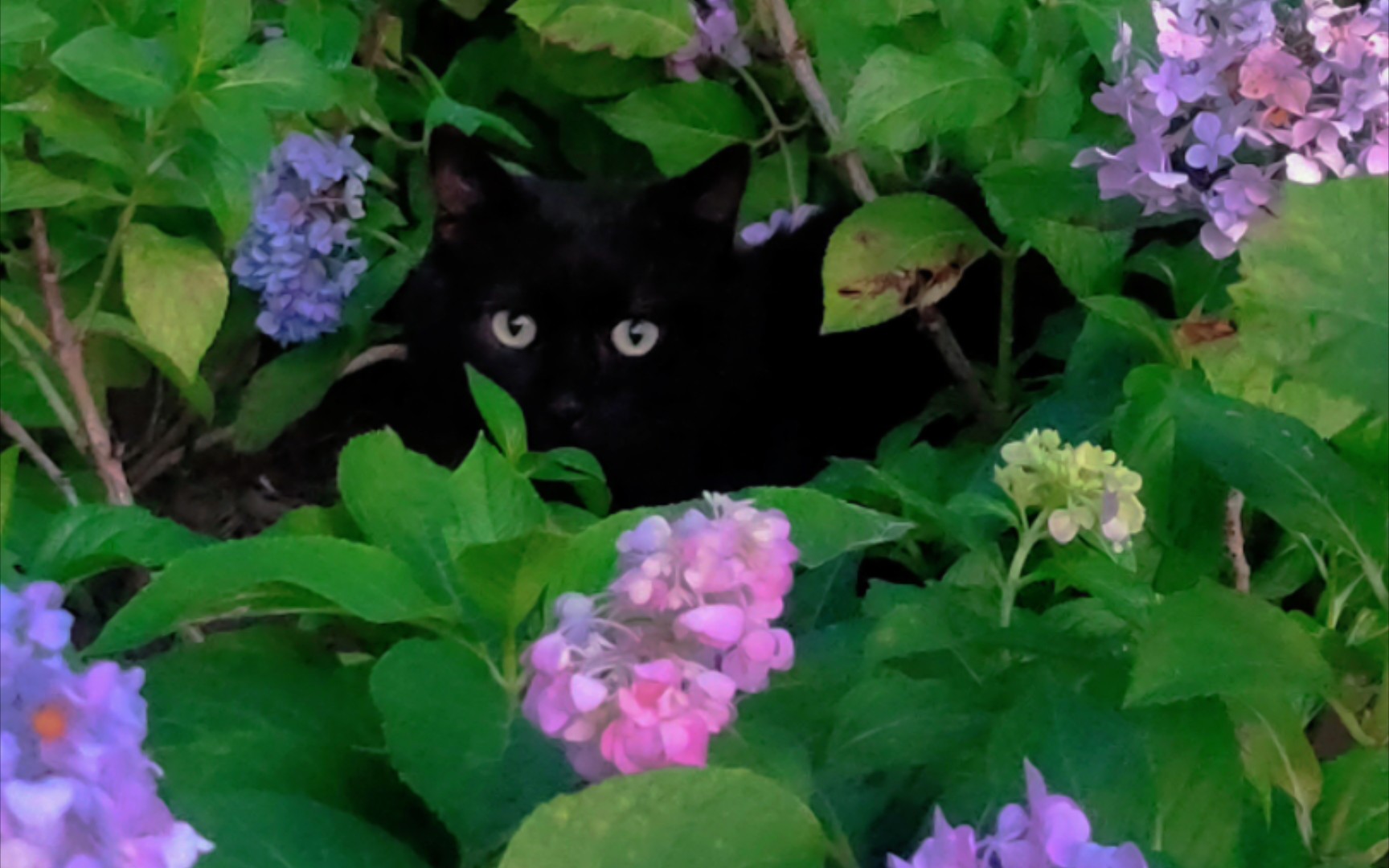 黑猫与花_哔哩哔哩_bilibili