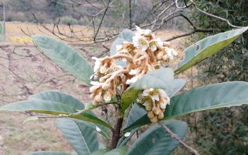 枇杷花流蜜对温度相当敏感,枇杷蜜难得,什 样的温度才流蜜?哔哩哔哩bilibili