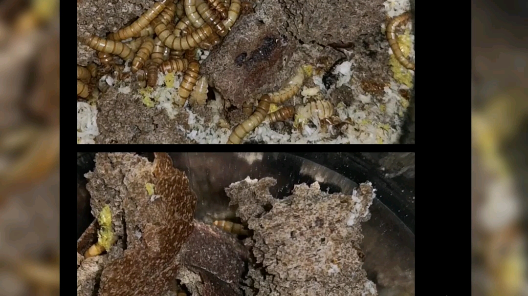 我养的面包虫居然羽化了(0766`)79