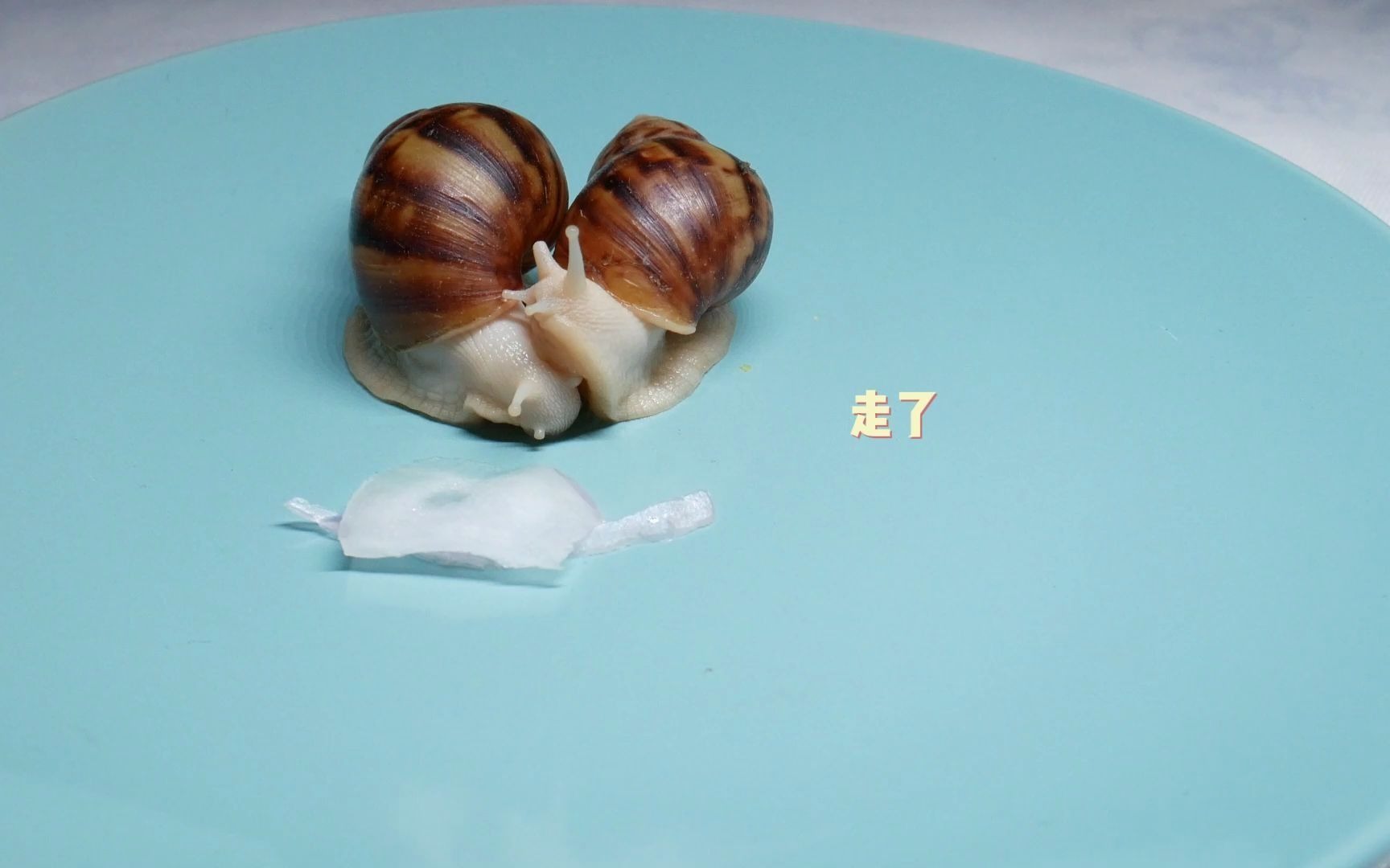 蜗牛挑战吃洋葱,萌萌和小白遇到洋葱,这俩也被呛不轻啊