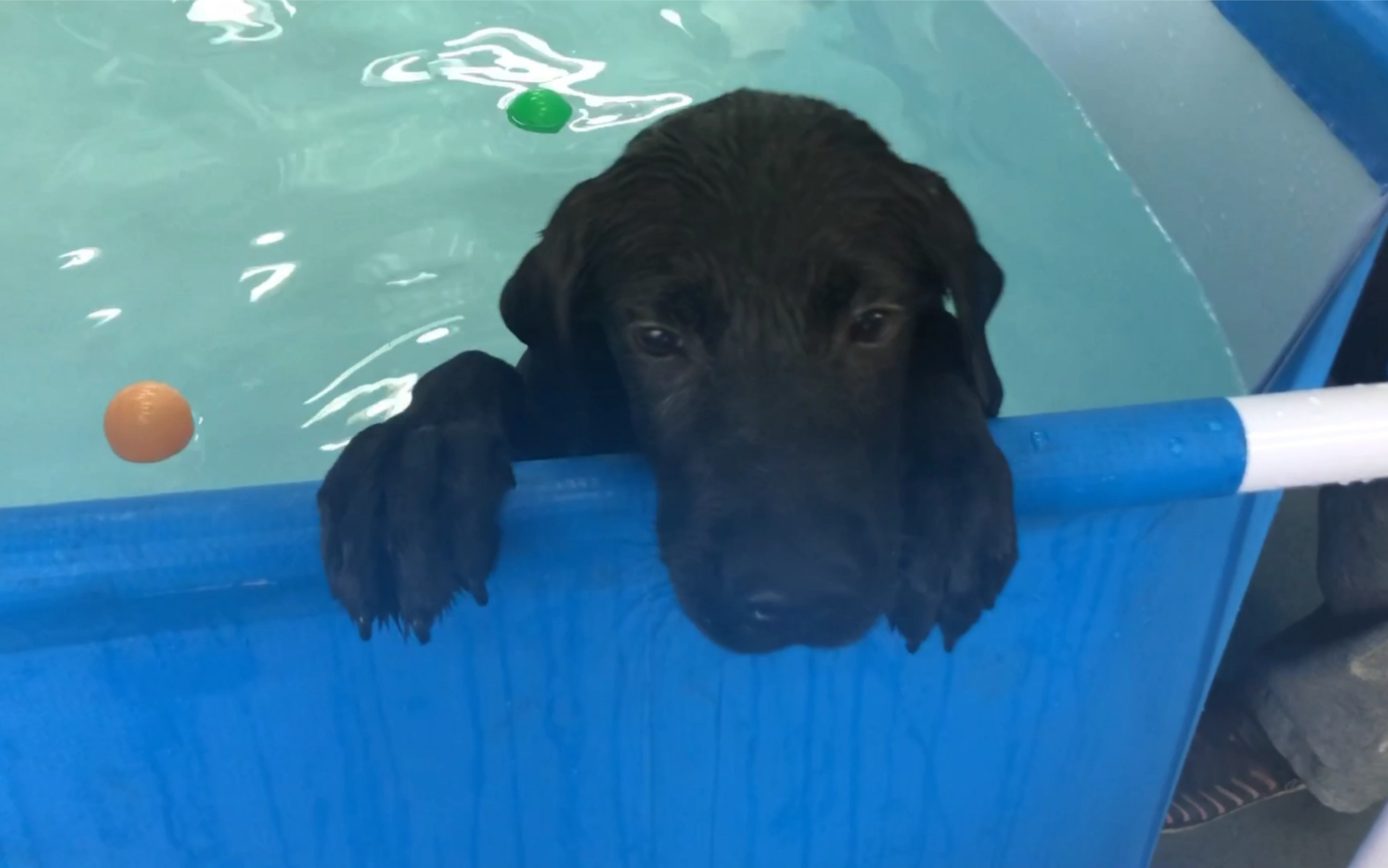 [图]【拉布拉多】恩希玛狗生第一次游泳