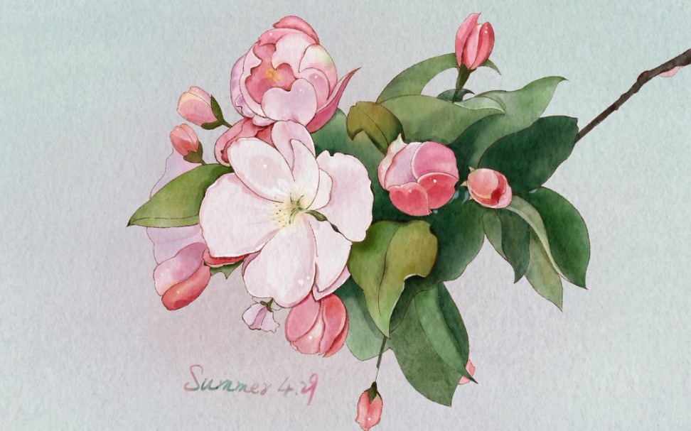 ipad水彩 | 海棠写生