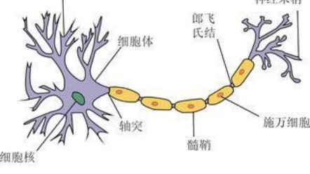 轴索再生图片