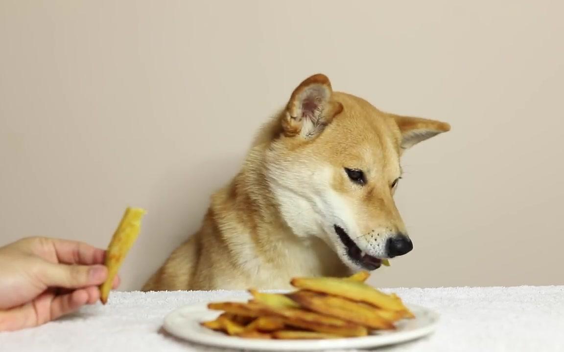 柴犬暴吃甜薯条 asmr 食音_哔哩哔哩 (゜-゜)つロ 干杯~-bilibili