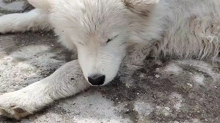 狗狗失落的眼神