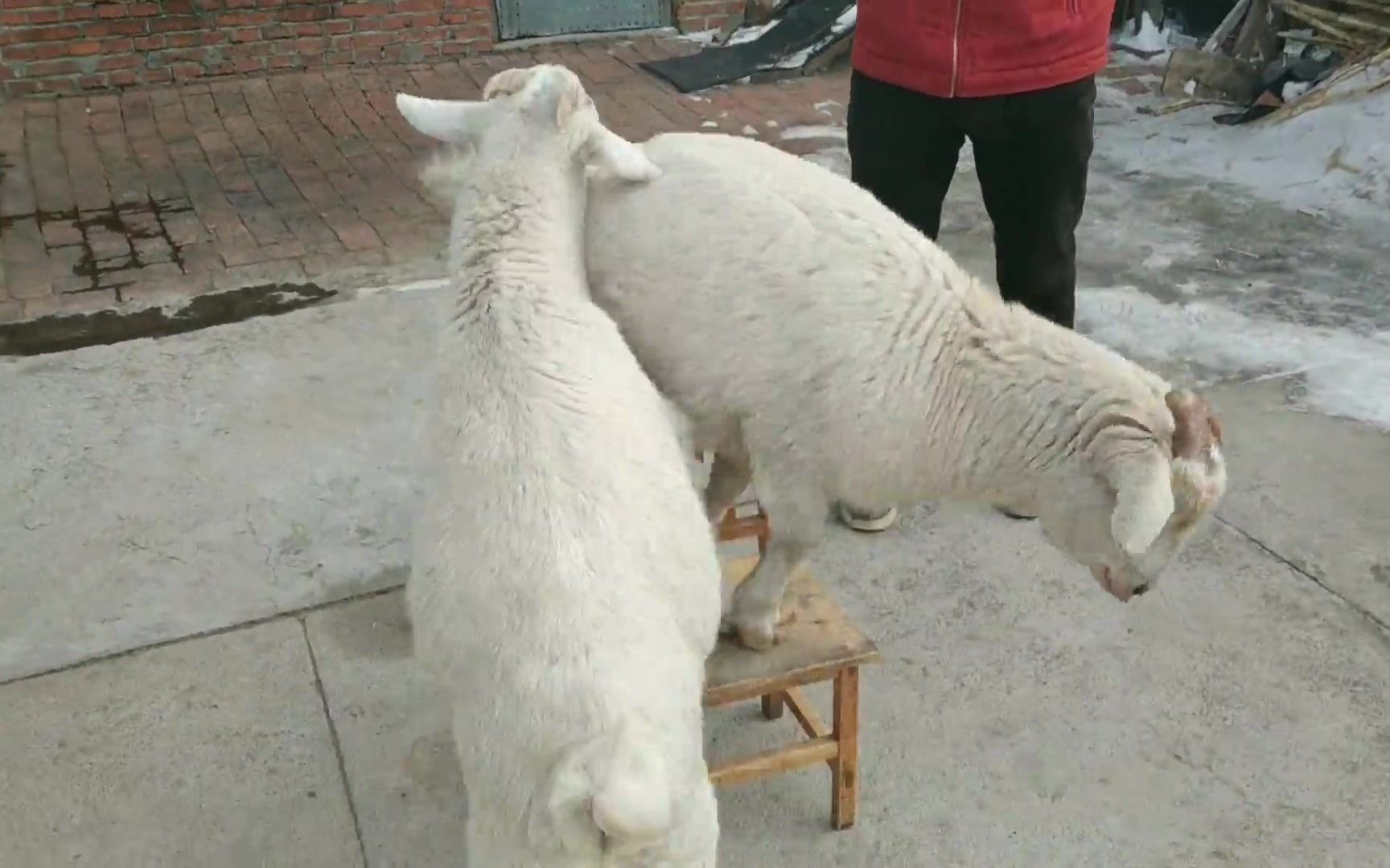 两只小羊真搞笑,一个小椅子就能玩半天,挤来挤去真好玩