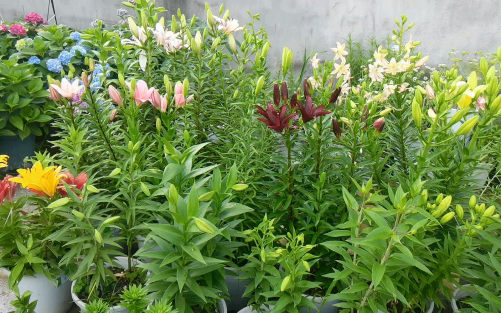 一支16个花苞的百合花