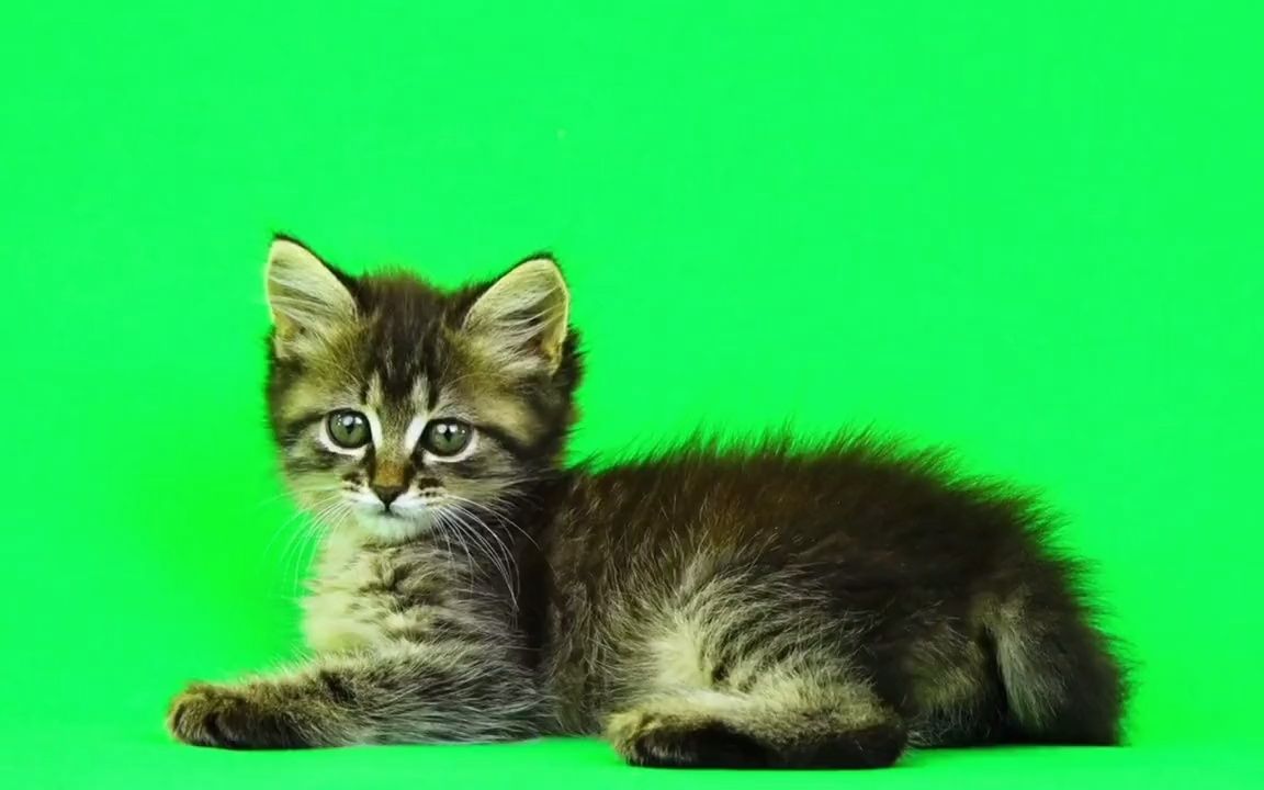 【绿幕素材】必剪内搜索"绿幕小猫"即可使用此物料_哔哩哔哩_bilibili