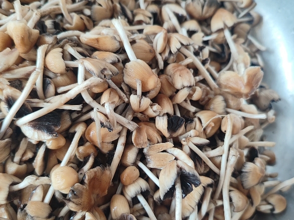 辽宁辽阳,杨树根下长的蘑菇,请问可以吃吗?