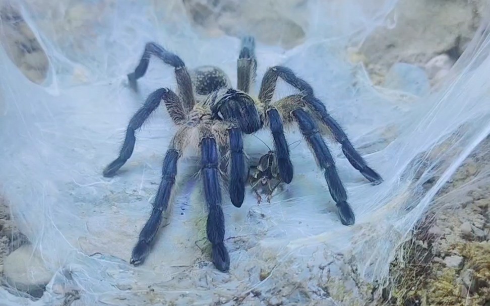 south africa 蓝腿巴布捕鸟蛛 最爱小蛐蛐