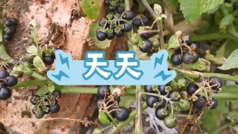 天天果学名龙葵，你们叫它什么名字呢？