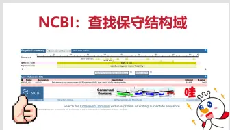 NCBI查找保守结构域