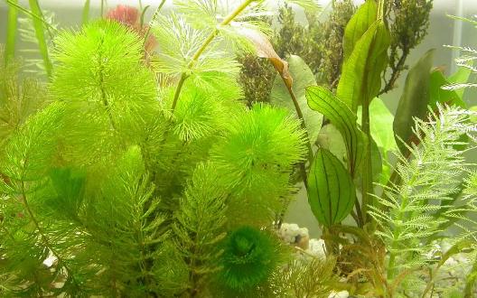 大茨藻又名鳜鱼草