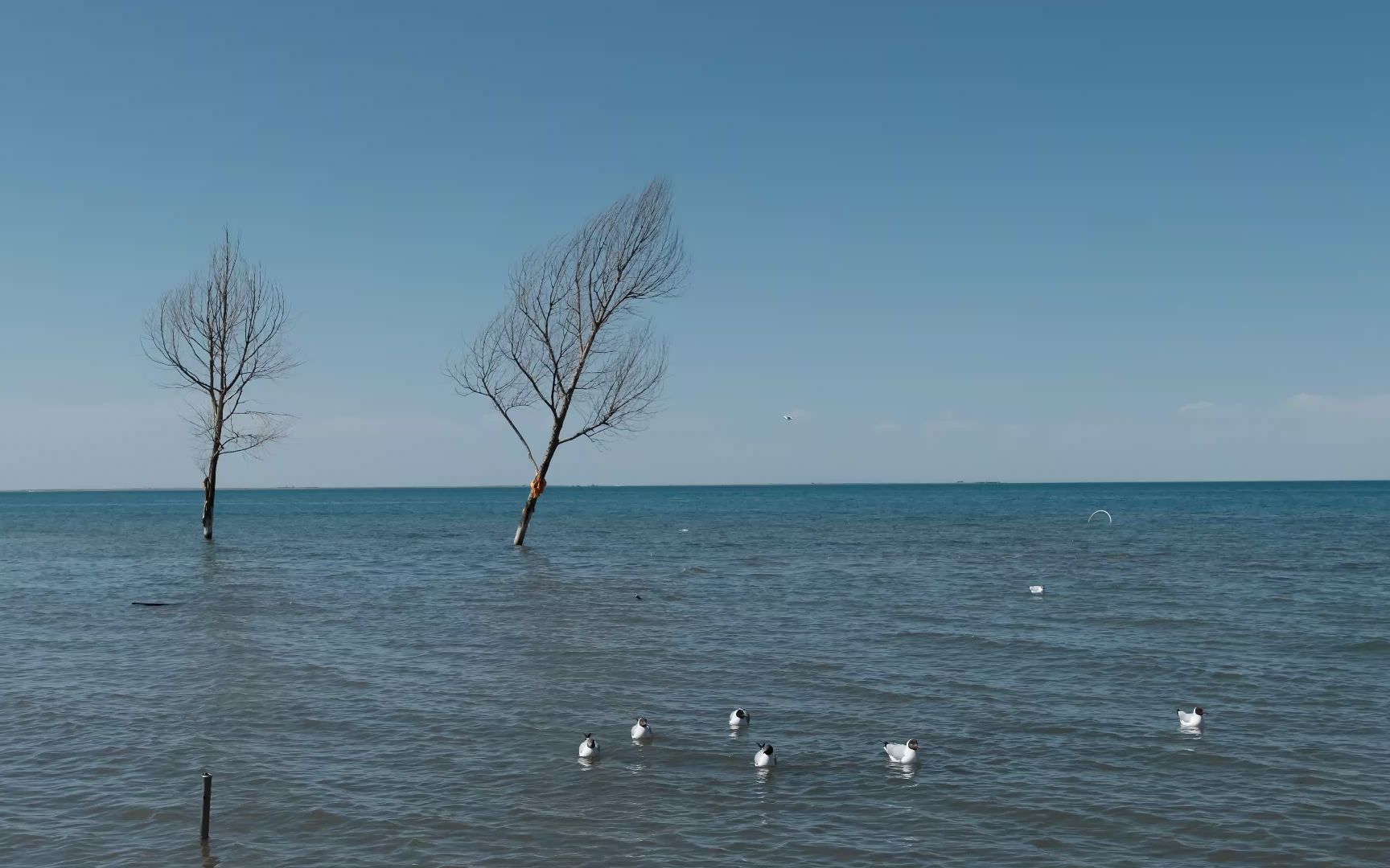 5月的青海湖--fujixt3