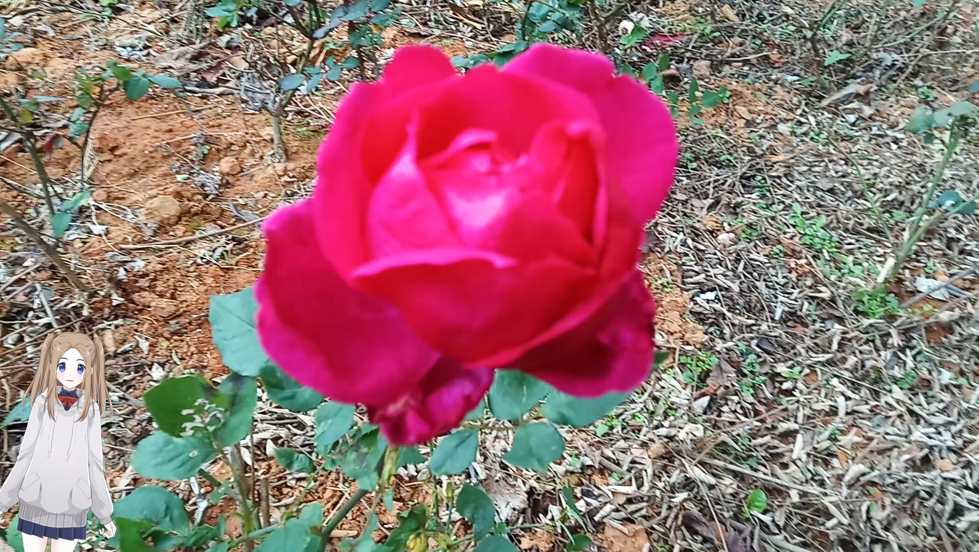 活动  春日心情情感9