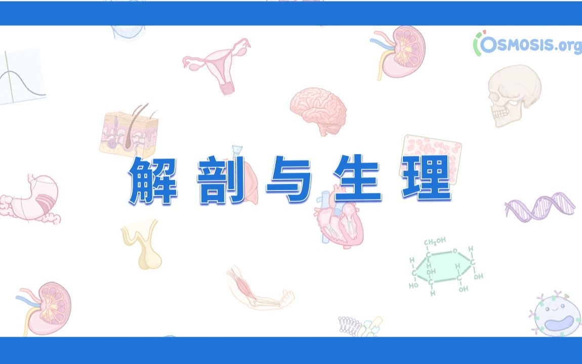 [图]【Osmosis合集】解剖与生理 Anatomy & Physiology（更至6P｜中英）