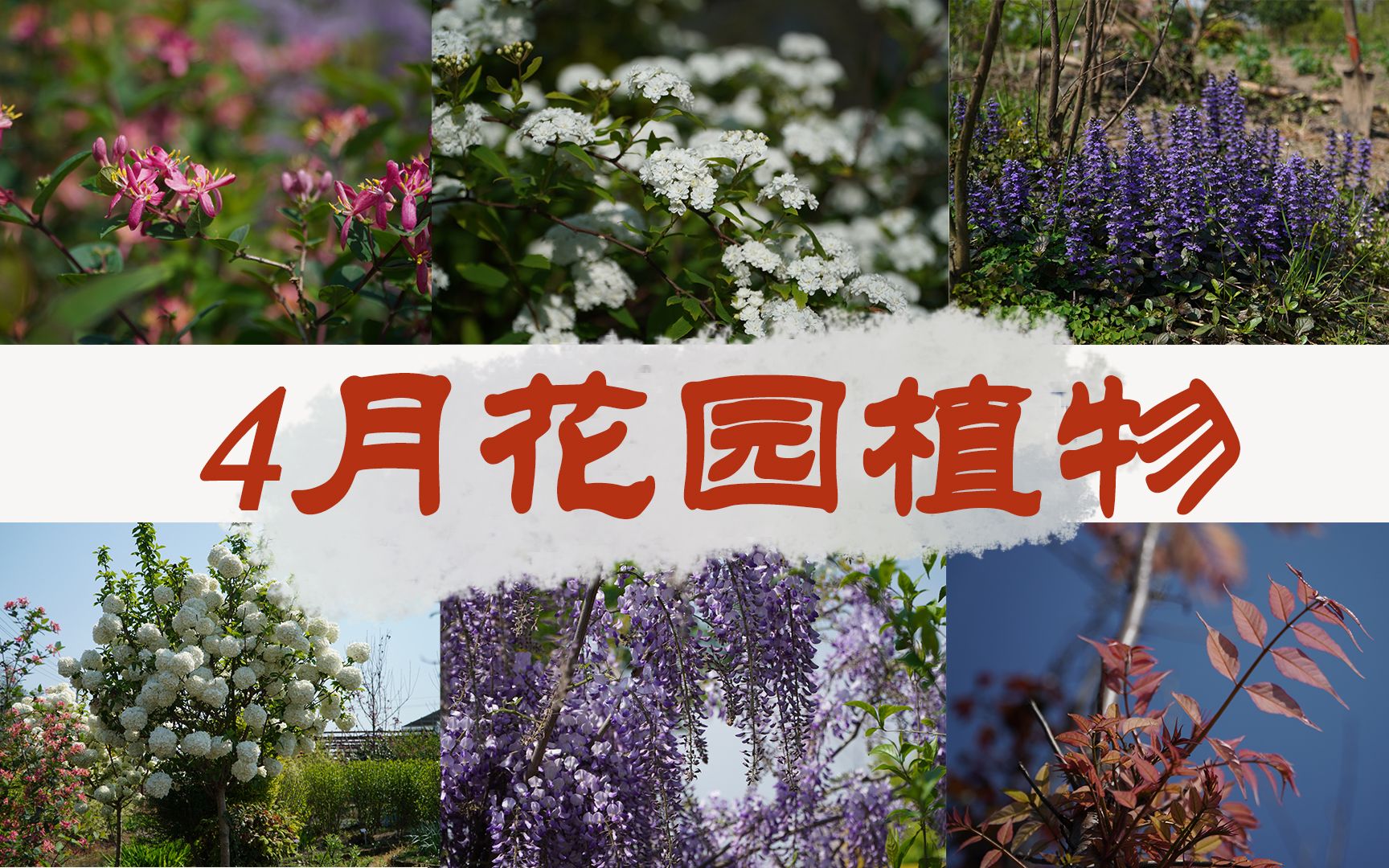 #笠歌花园 笠歌4月花园植物推荐:笑靥花(重瓣李叶绣线菊)、木绣球、欧洲木绣球、丰花紫藤、蓝叶忍冬、锦鸡儿、虾夷葱、筋骨草、金叶金丝桃、赤胫...