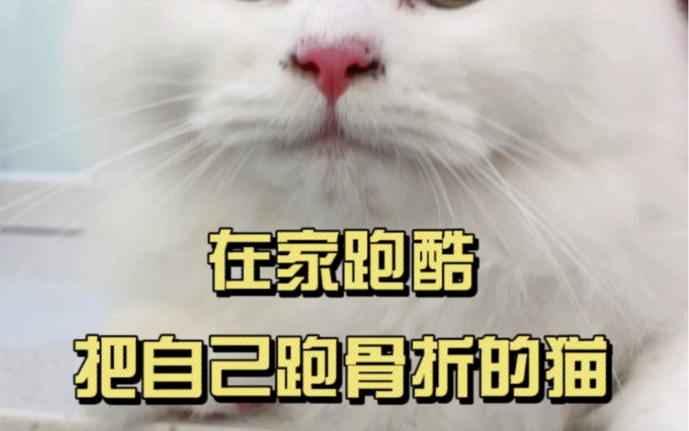 跑酷把自己跑骨折的猫咪!#股骨骨折 #猫咪的迷惑行为 #这猫有点子技术在身上哔哩哔哩bilibili