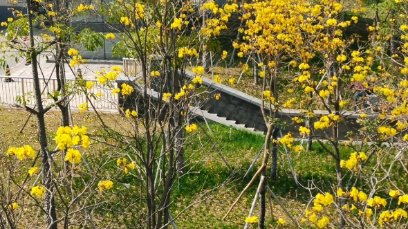 黄花风铃木20公分价格