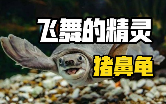 【龟鳖目科普】河中飞舞的精灵 猪鼻龟哔哩哔哩bilibili