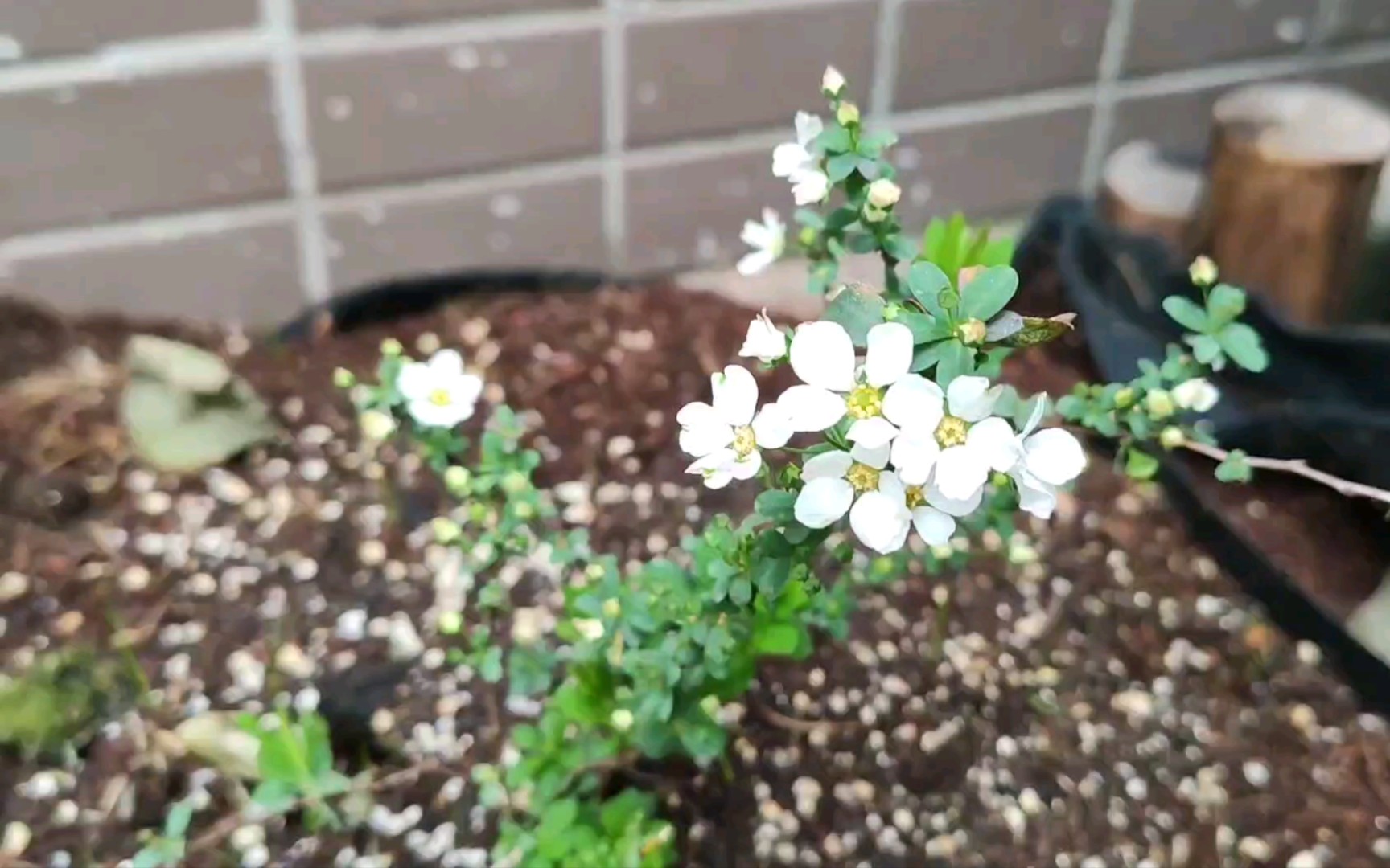 [图]【花园种植】花园里的喷雪花开花了！