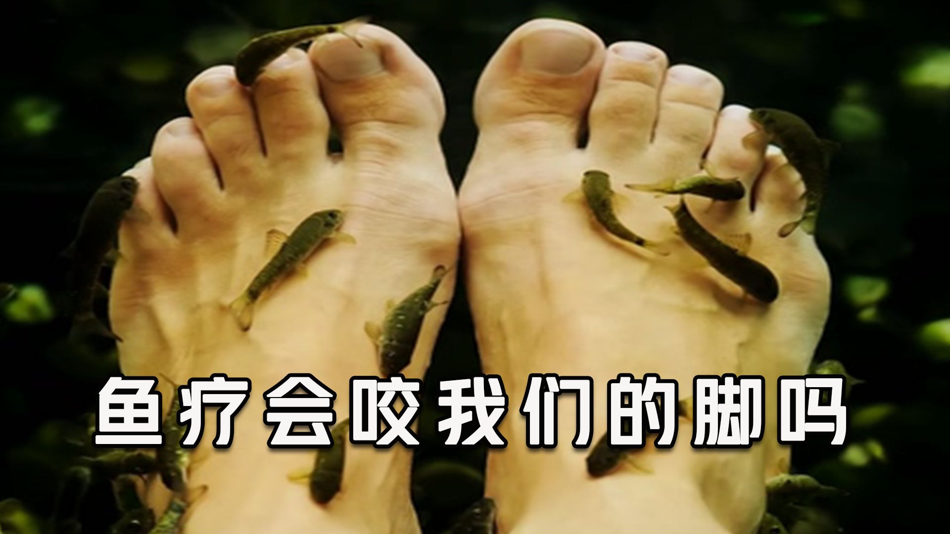 鱼疗时小鱼咬我们的脚为什么不疼?