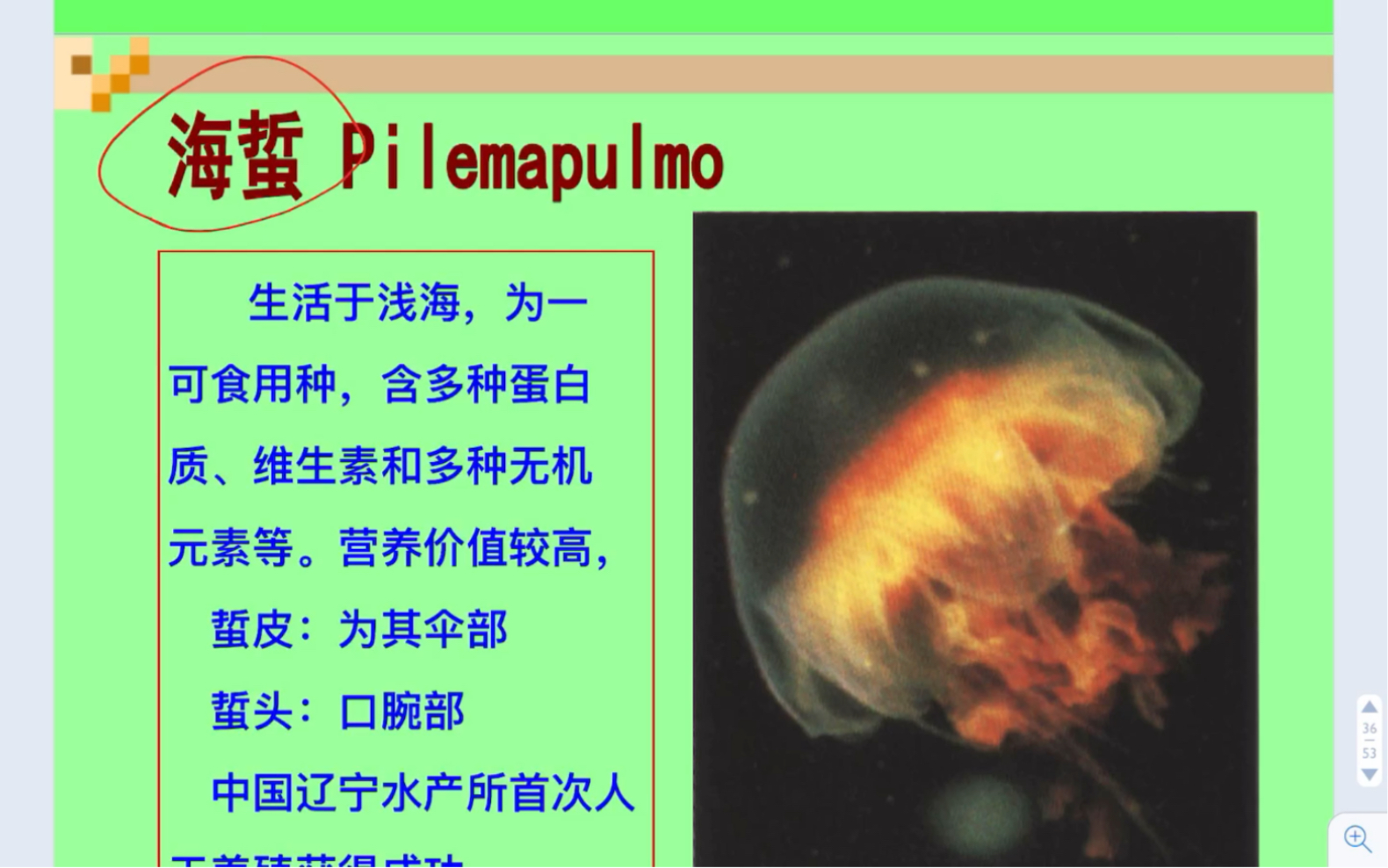 [图]《普通动物学》4刺胞动物门-水母来啦！（本科导学）