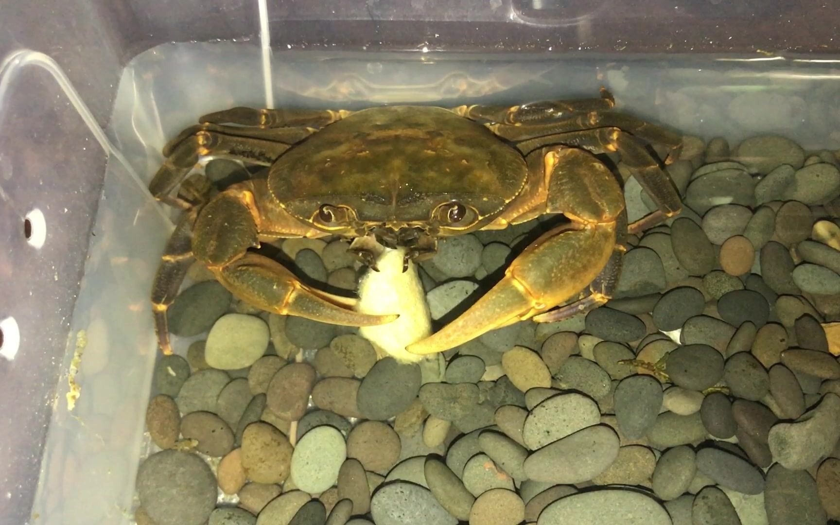 【非仿溪蟹| 01】copper吃苹果