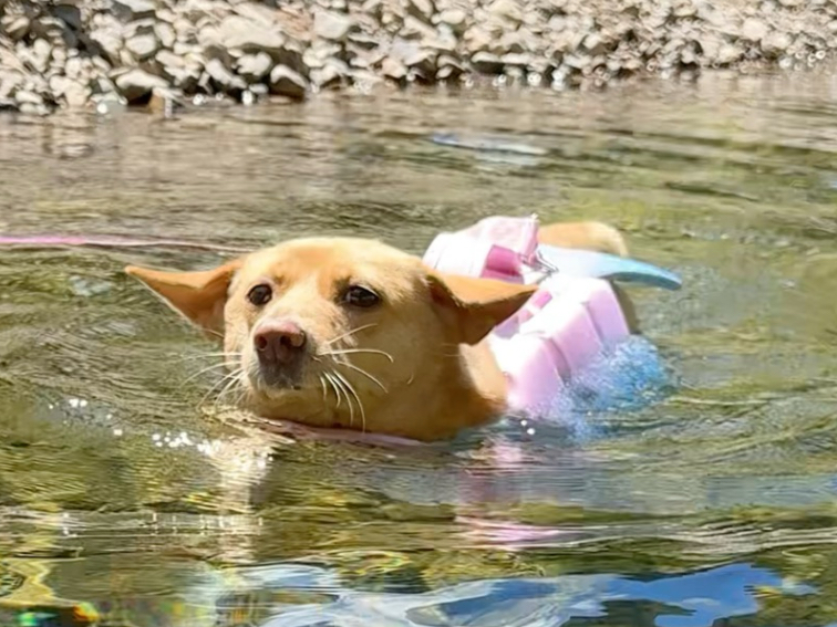 开车五小时带狗子们去淡竹仙居玩，万万没想到…