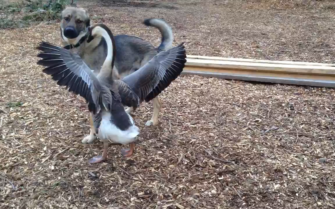 德牧vs大鹅_哔哩哔哩_bilibili