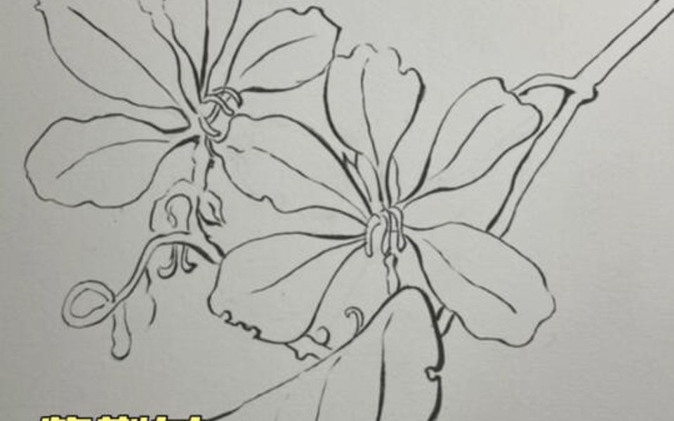 紫荆树简单画法图片