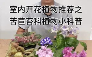 Download Video: 室内开花植物推荐之-苦苣苔科植物小科普