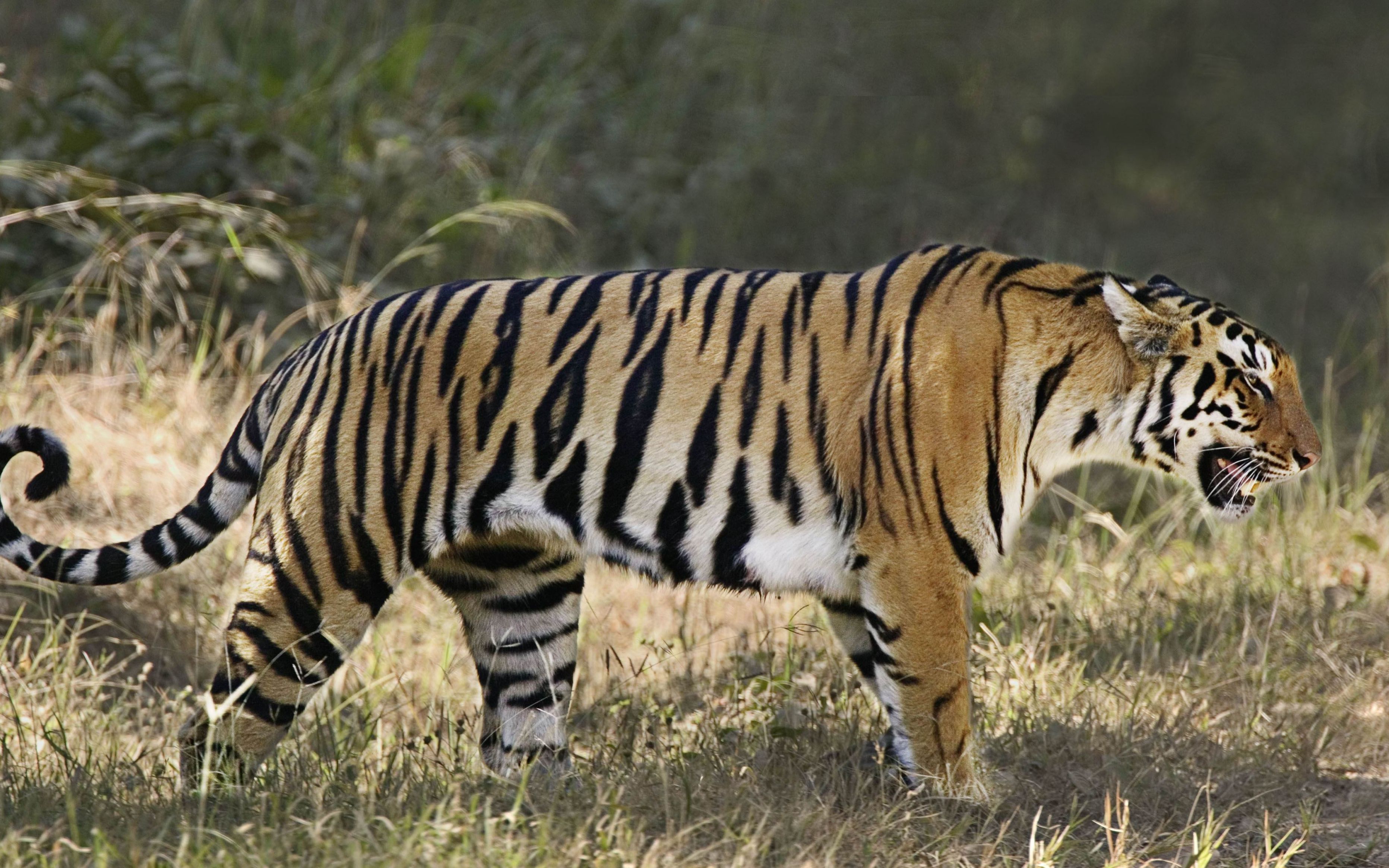 年轻老虎看到一大群白肢野牛过来后表示我今天放过你们 日后再杀_哔哩