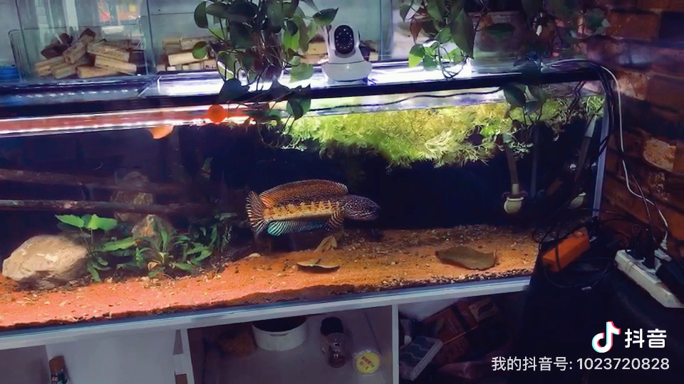 黄金眼镜蛇雷龙霸气