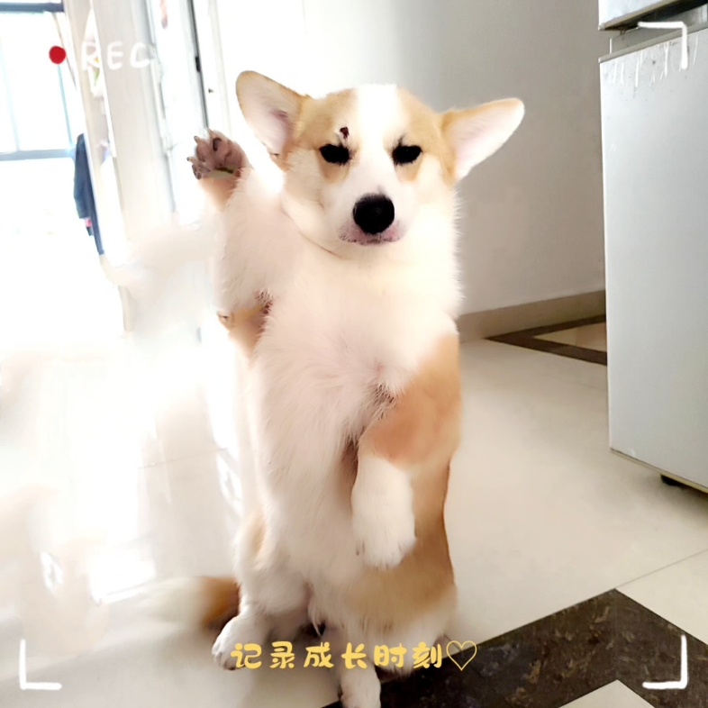 柯基小短腿好可爱