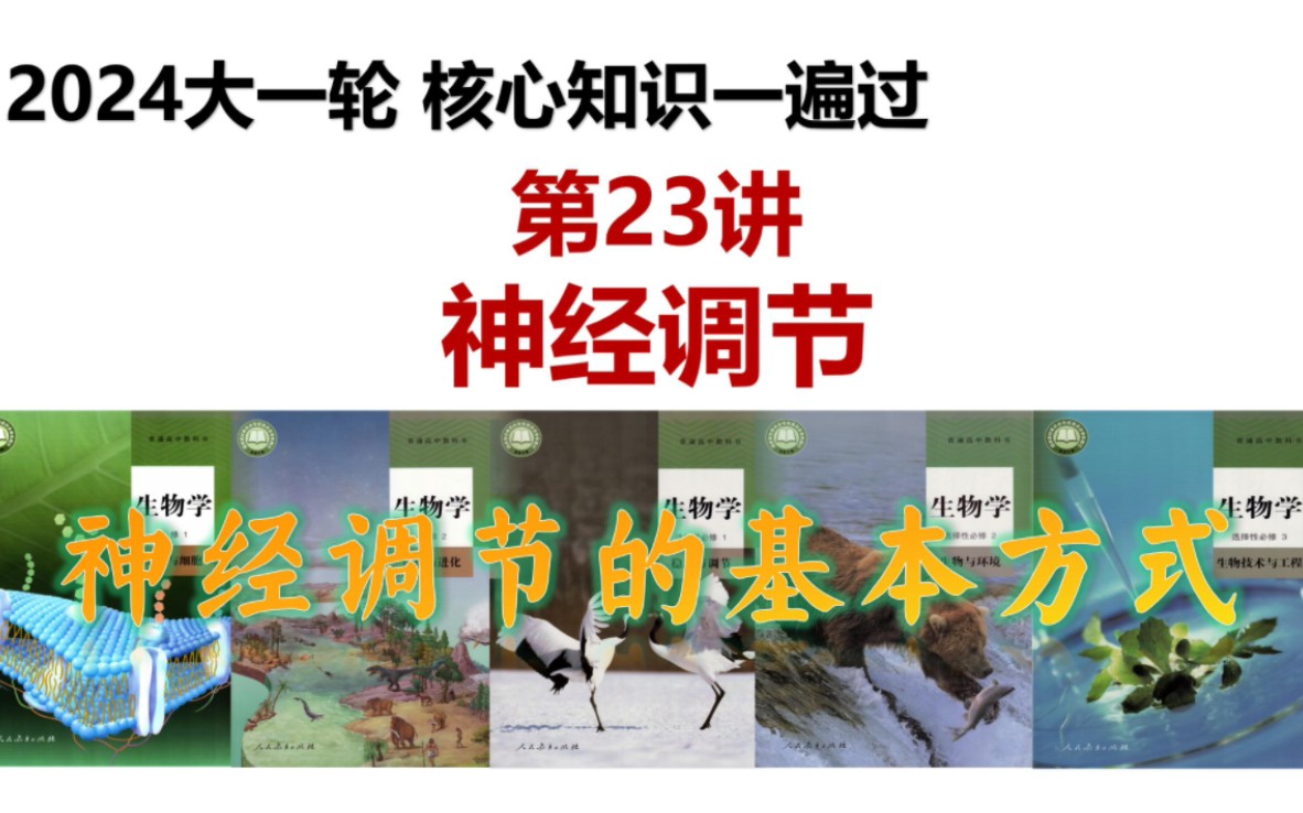 高中生物 2024高考一轮复习 第23讲 神经调节 考点二 神经调节的基本方式哔哩哔哩bilibili