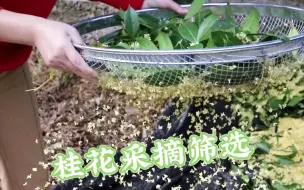 Скачать видео: 竹竿一起一落，和我一起承接这场桂花雨吧