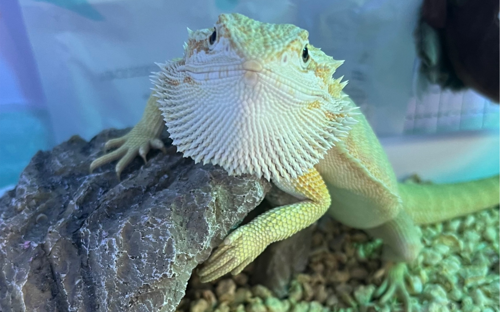 【虫猪丸】蜥蜴蜕皮珍贵画面