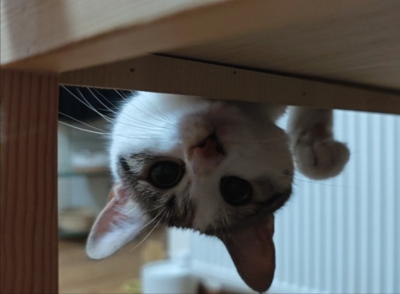 猫猫探头,但是反探.