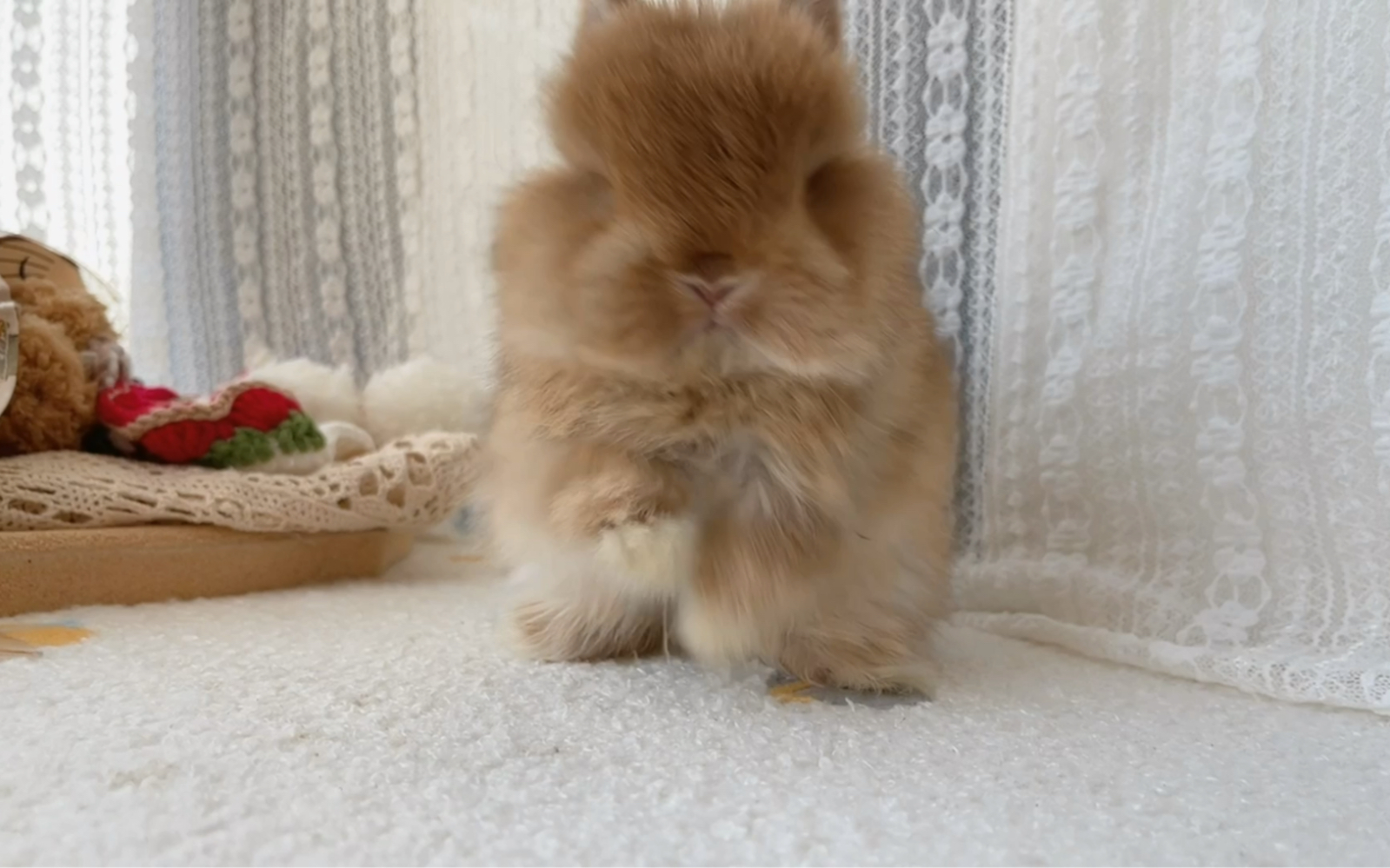 宠物级侏儒兔宝宝找家长