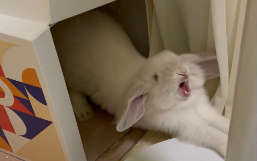 兔兔打哈欠77逗逗兔