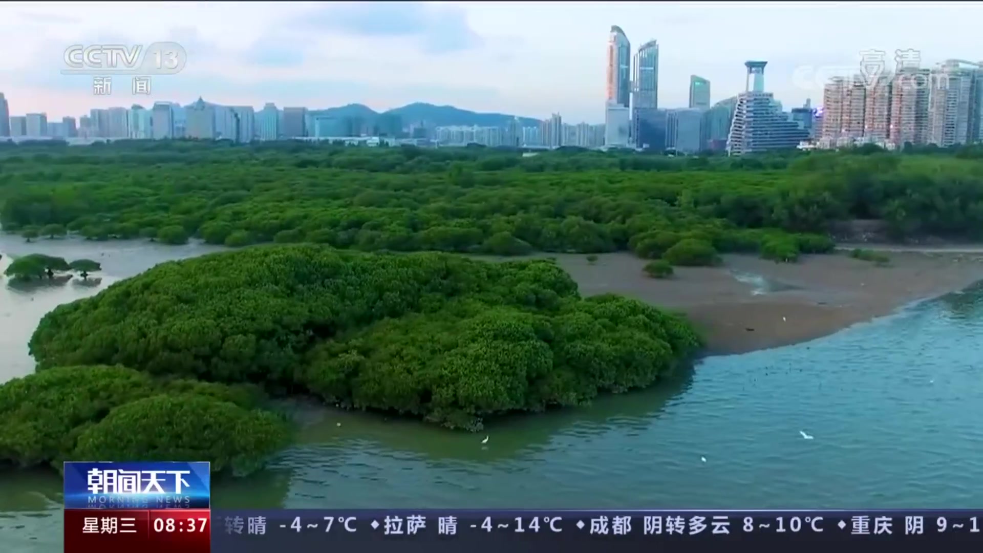 关注深圳国际红树林中心 建立国际红树林中心 保护红树林珍贵资源哔哩哔哩bilibili