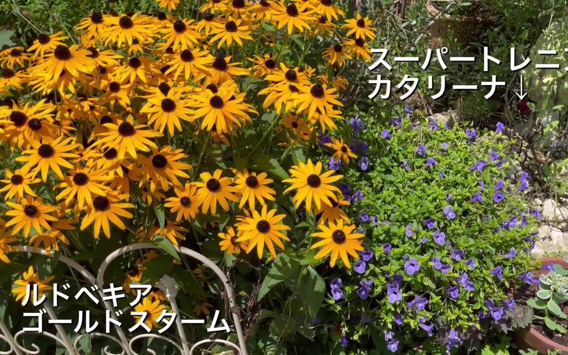 [图]夏日garden（转载