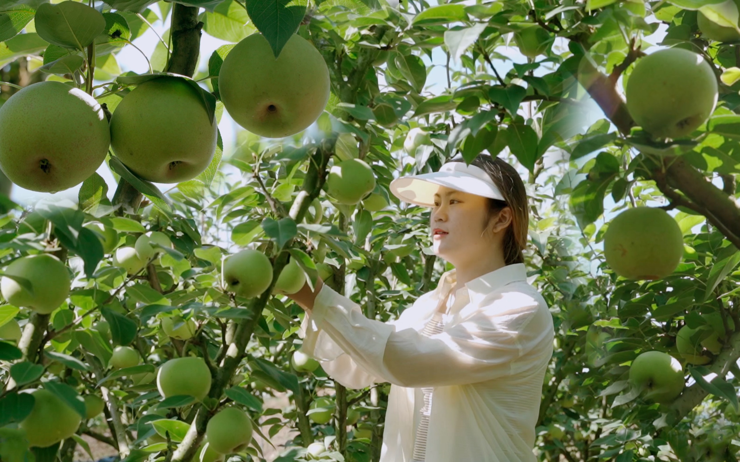 沉浸式摘梨|走进梨园已惊呆,我们县的梨必须拥有姓名.【长视频回归】哔哩哔哩bilibili