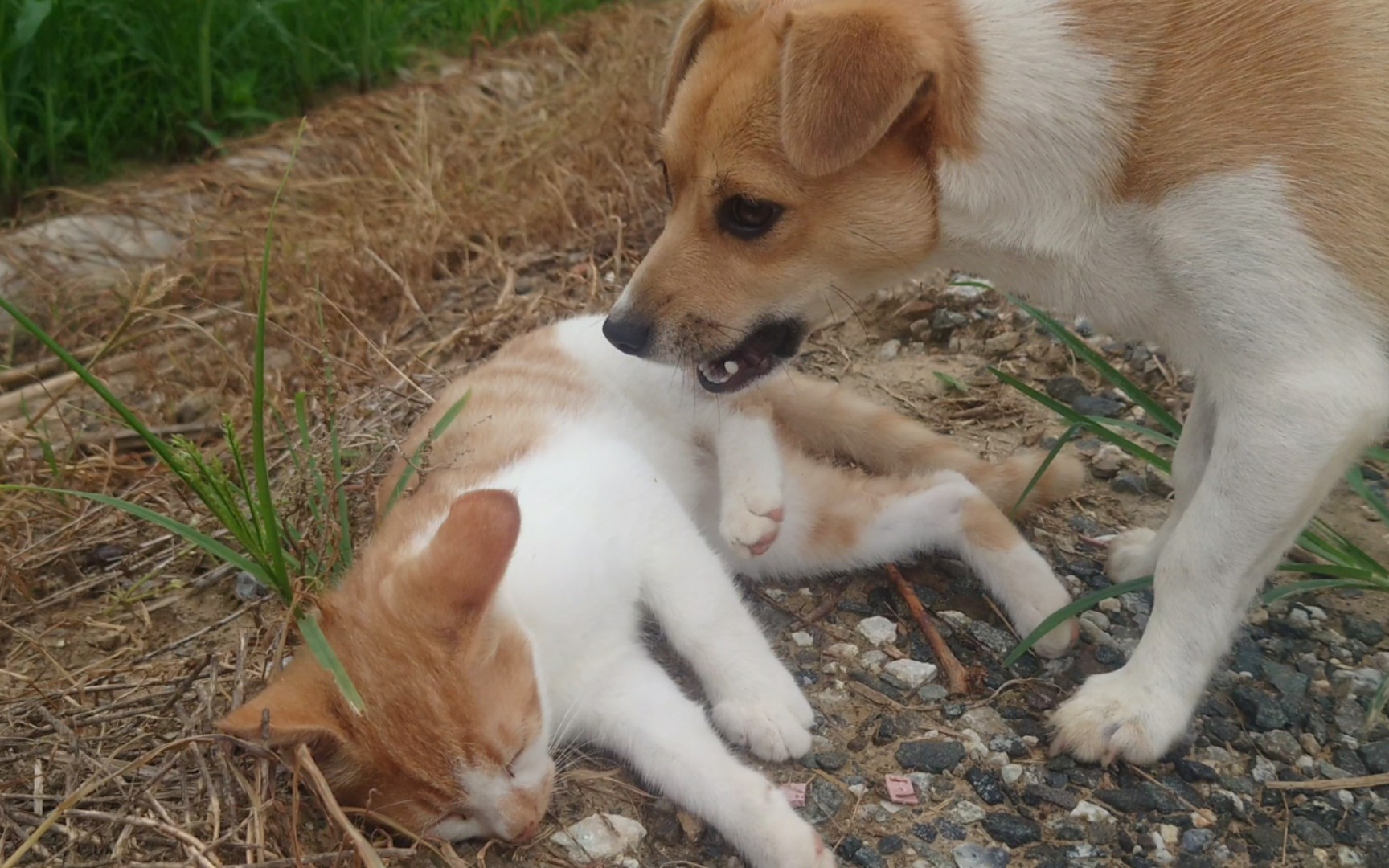 狗追猫逃蹦蹦跶跶它们好开心的样子啊