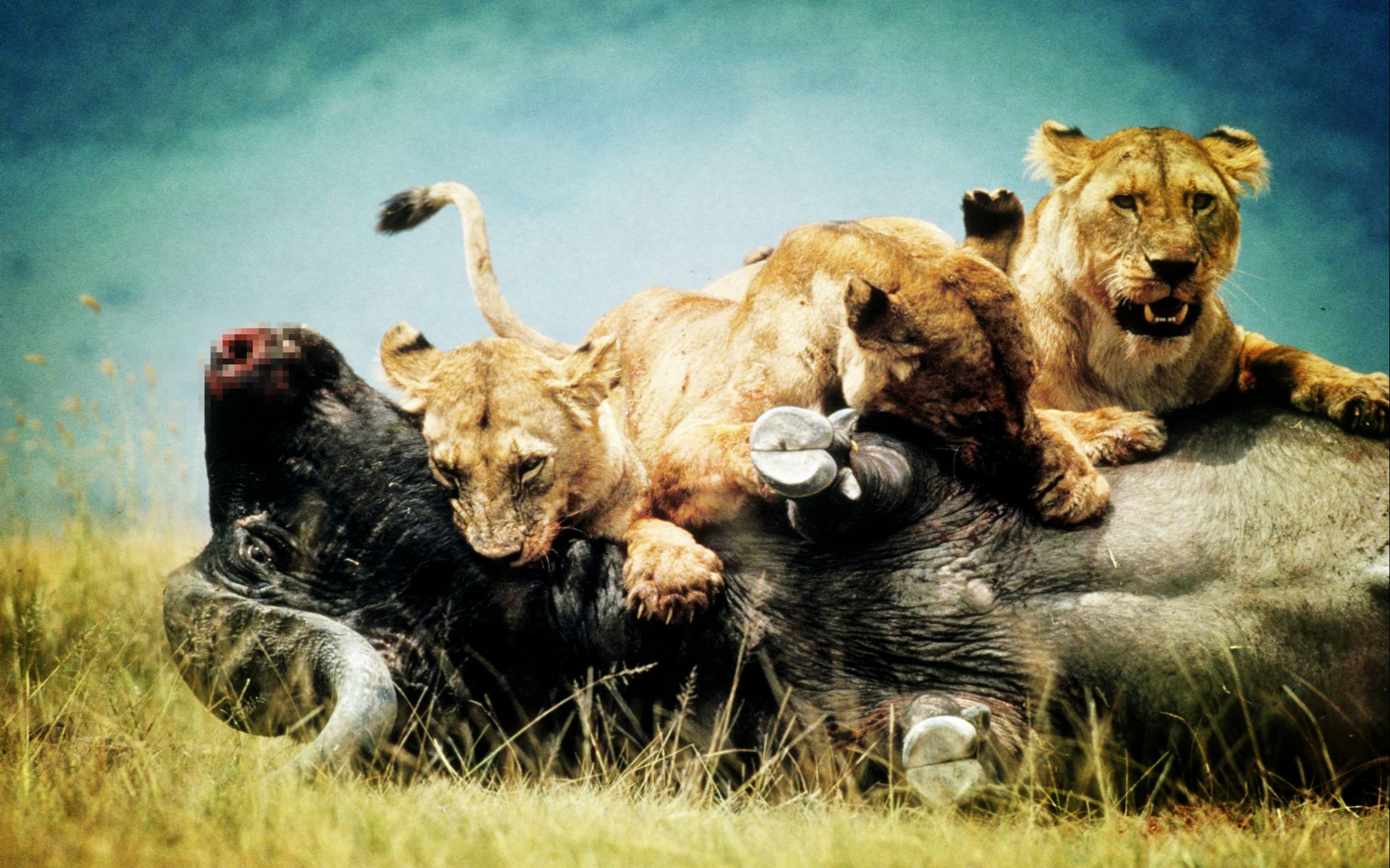 小狮子被野牛袭击至瘫痪,母狮历经艰险终于击杀牛群首领!