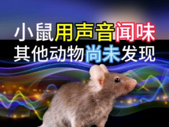 小鼠用声音闻味,其他动物尚未发现.10/11美国布法罗大学登《神经科学与生物行为评论》.之前成果需要重估,影响人类对交流、社会行为、情感的研究...