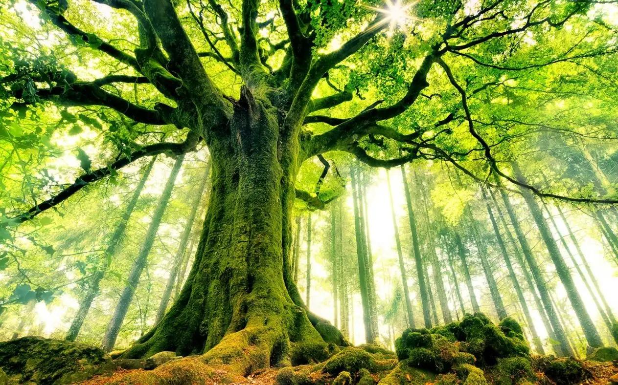 绿光?这个八字为啥老是被绿?