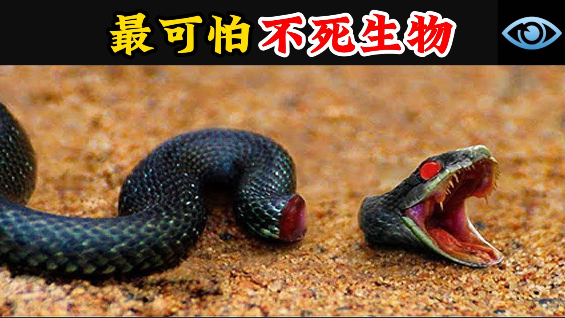 世界上杀不死的十大生物