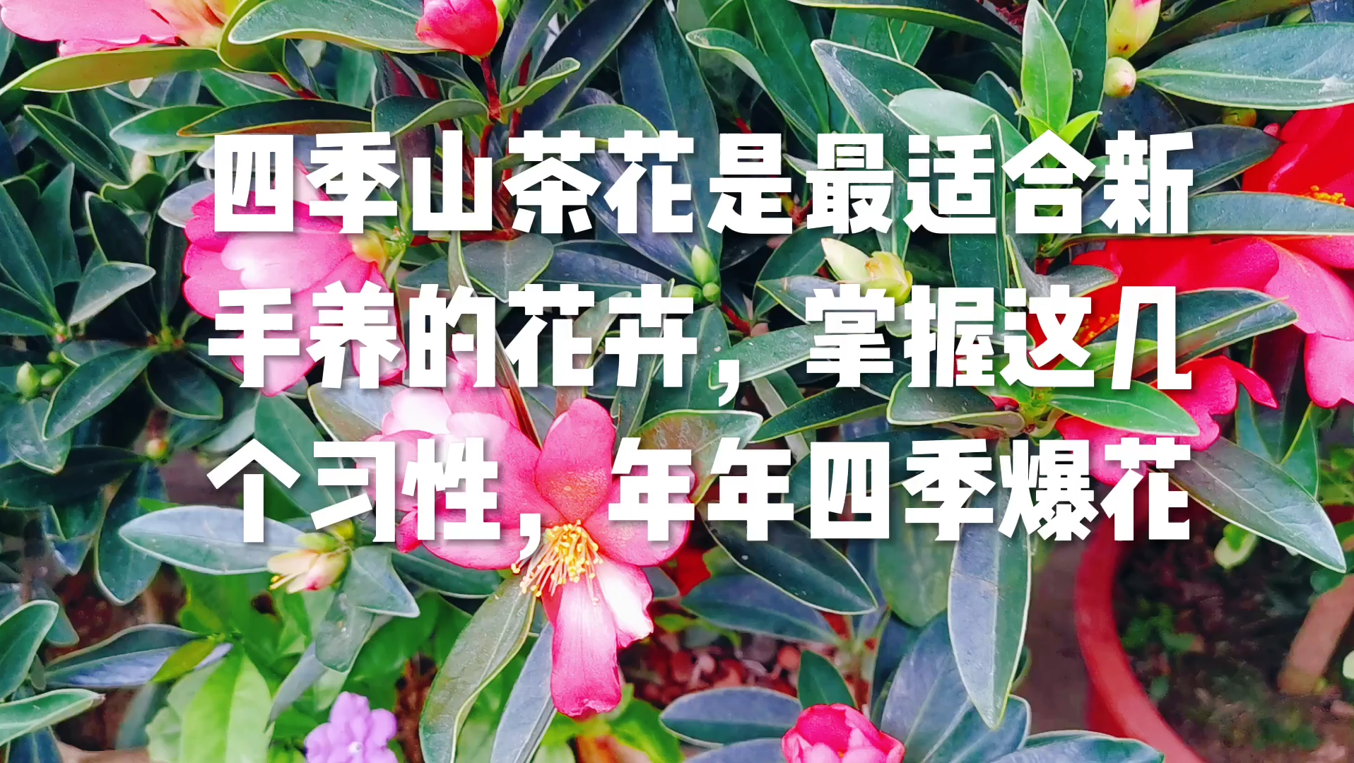 四季山茶花是最适合新手养的花卉,掌握这几个习性,年年四季爆花哔哩哔哩bilibili